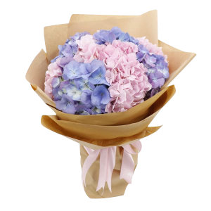 Blue and Pink Hydrangea