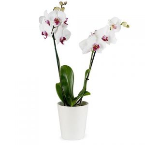 White Phalaenopsis Orchid