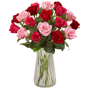 18 Pink and Red Roses