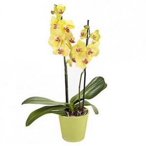 Yellow Phalaenopsis Orchid