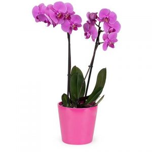 Purple Phalaenopsis Orchid